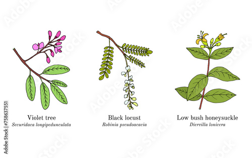 Collection of edible and medicinal plants