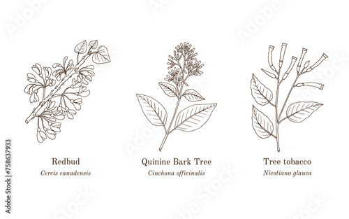 Collection of edible and medicinal plants
