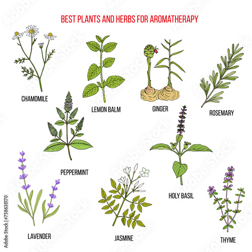 Best herbs for aromatherapy