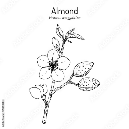 Almond (Prunus amygdalus or dulcis), medicinal and edible plant. Hand drawn botanical vector illustration