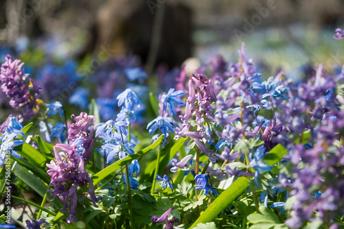 A spring meadow of flowers. Blue snowdrops and purple crested blossomed in the spring forest. Bright sunlight illuminates the clearing. A light breeze stirs the flowers The concept of awakening spring