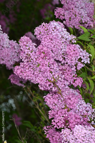 Flieder, Chinesischer Flieder, Syringa x chinensis