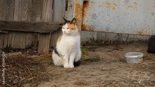 Cat © Alexander Volokha