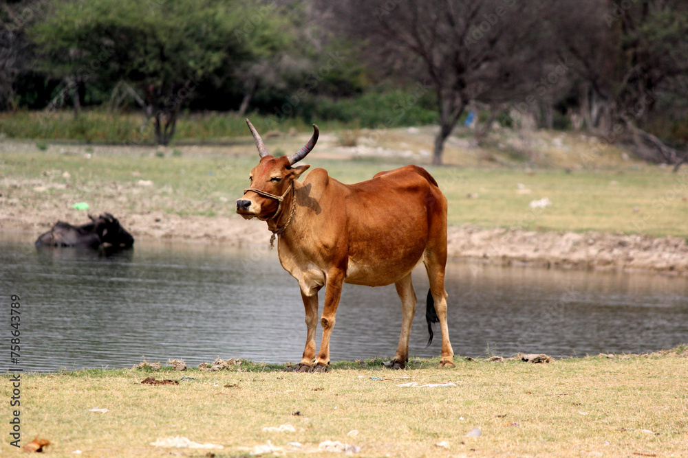cow in the farm field with background lake cow in the farm field with background lake