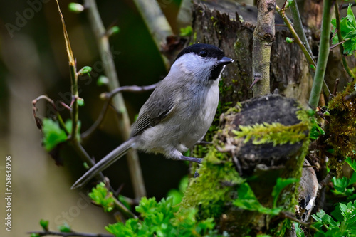 Marsh tit // Sumpfmeise (Poecile palustris)