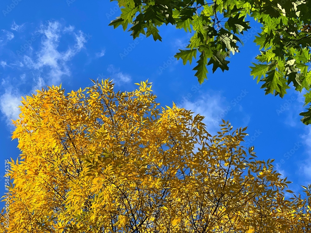 Autumn trees with golden yellow and green leaves against sky. Autumn trees with golden yellow and green leaves against sky.