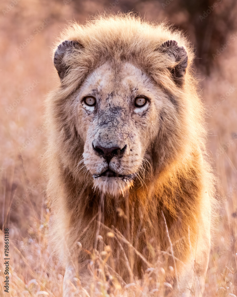 close up portrait of a white lion in the wild