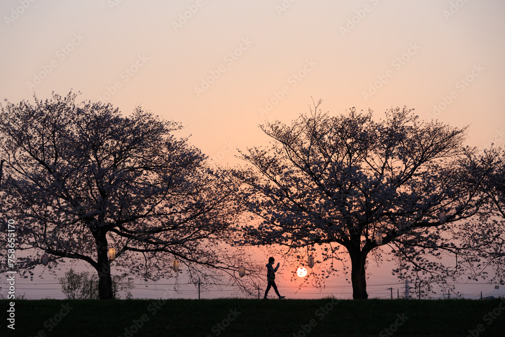 夕暮れの日没時、満開の桜の堤防を歩く人々のシルエット