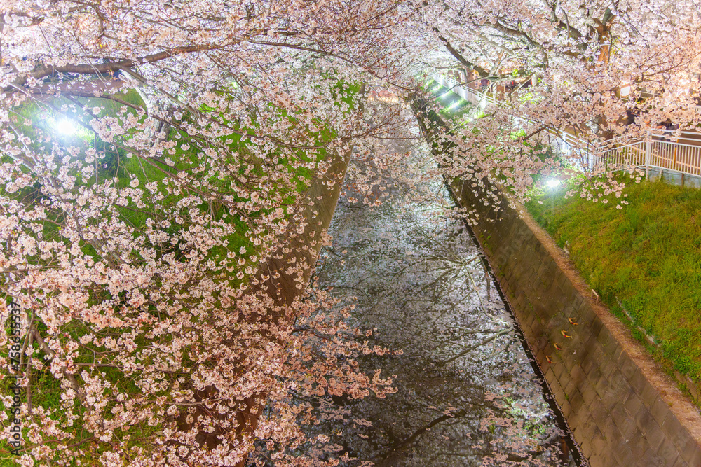 ライトアップされた川沿いの桜並木 ライトアップされた川沿いの桜並木