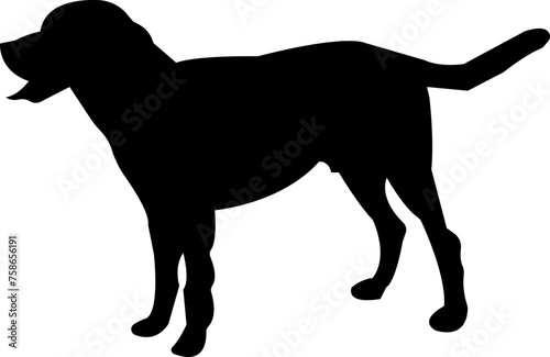 Dog silhouette icon. black flat animal vector isolated on transparent background. Belgian malinois clipart  depict dog standing  walking  running  jumping and digging hole.