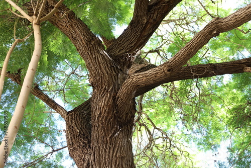 Trunk of a large tree close up.