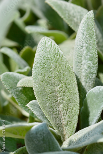 Lambs ears Silver Carpet leaves photo