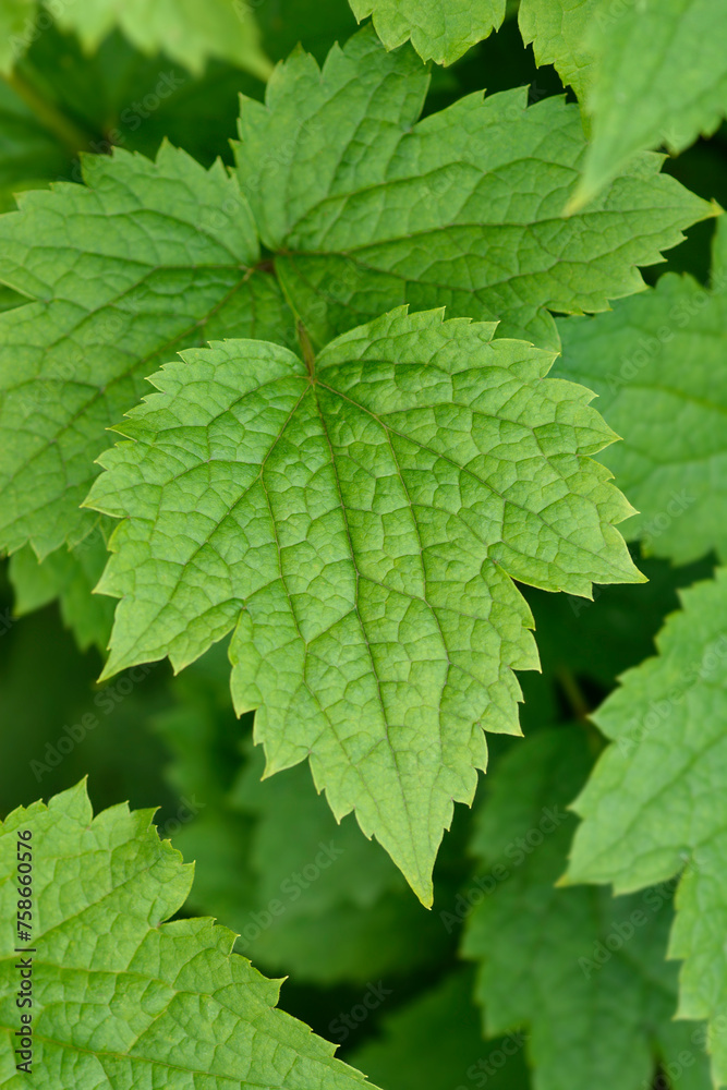 Tube clematis leaves Tube clematis leaves
