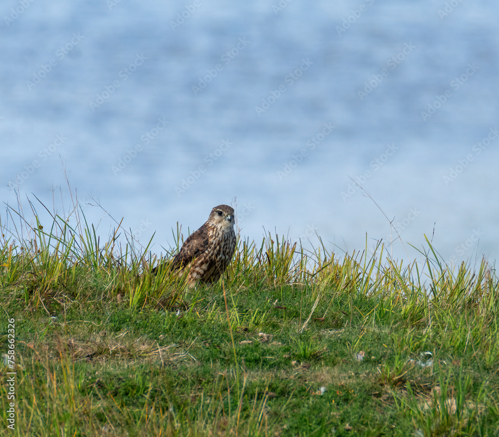 Merlin bird of prey sitting on grass Merlin bird of prey sitting on grass
