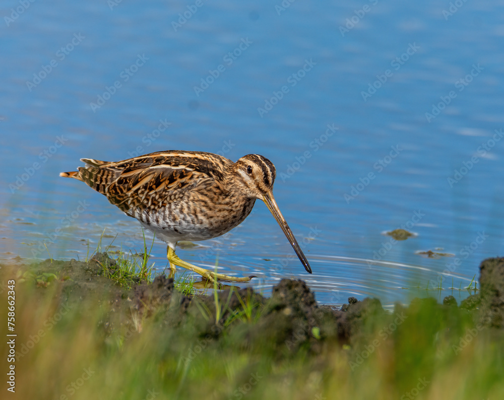 Common snipe seeking food in the lake Common snipe seeking food in the lake