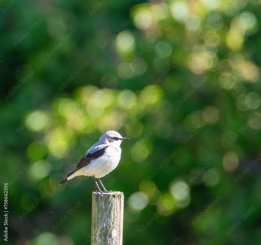 Fototapeta premium Northern wheatear sitting on a pole