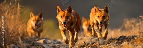 A Pack of Dholes (Asiatic Wild Dogs) Roaming Freely in Their Natural Wilderness Habitat - An Exemplary Depiction of Asian Wildlife © John