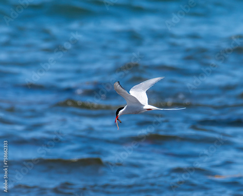 Arctic tern flyning with worm in it's mouth © Jouni