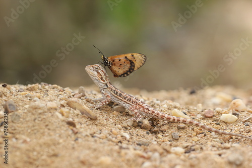 bearded dragon, butterfly, a bearded dragon and a beautiful butterfly perched on his head  © ridho