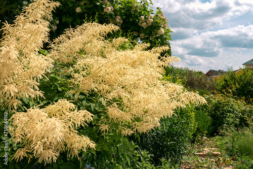 Aruncus dioicus, forest, is a beautiful, stout herb, our native. It grows to a height of up to 1m. From June to the end of the wonderful large laths of creamy white flowers photo