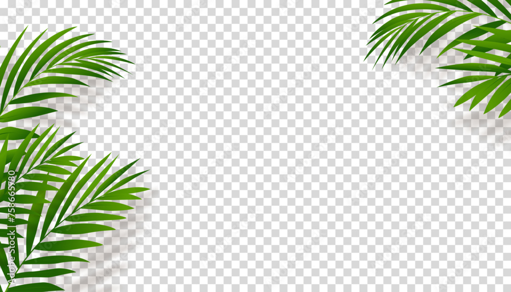 Green Palm Leaves with Shadow silhouette on transparent background,Element Tropical Coconut Leaf overlay for wall background,Vector  nature object decoration for Summer banner or card.