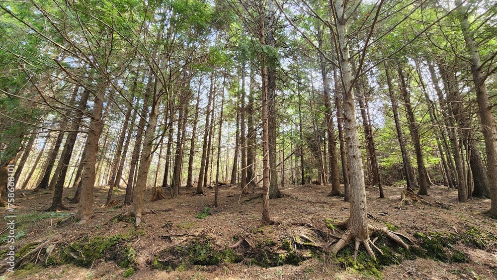 Group of mature trees standing tall within a dense forest. Group of mature trees standing tall within a dense forest.