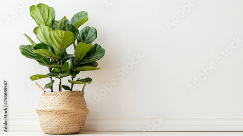 Elegant green ficus lyrata plant in straw flower pot  photo