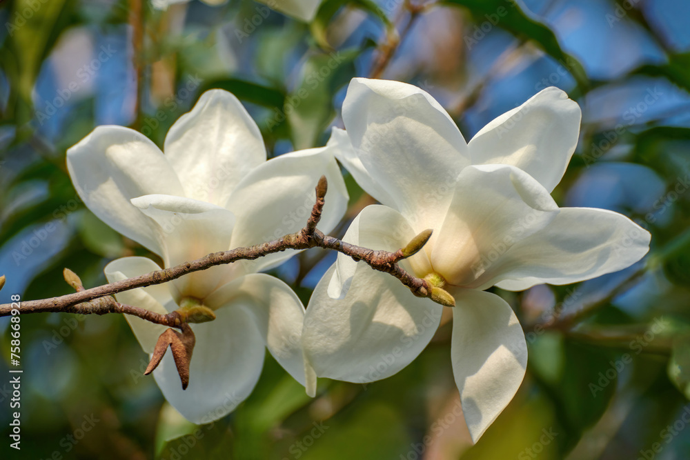 Obraz premium Magnolia blooms in Shanghai Botanical Garden, China