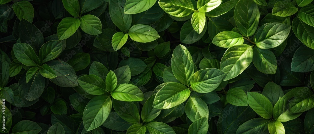 Nature green leaves background Nature green leaves background