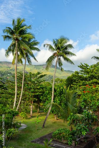 Vertical landscape photo with palm trees under cloudy sky on a sunny day © evannovostro