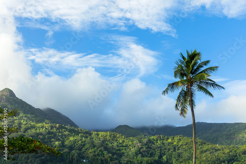 Landscape photo with palm tree is under cloudy sky on a summer day