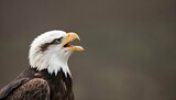 An Eagle With Its Beak Pointed Skyward Calling Ou Upscaled 8