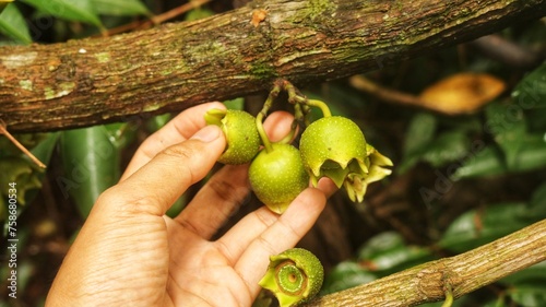 Manzana de Montana fruit (Bellucia Axinanthera or Bellucia Pentamera). Tropical Plant Species Belonging to the Family Melastomataceae in the Order Myrtales. has vitamins and a sweet taste photo