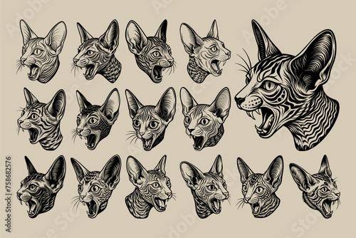 Side view cornish rex cat face tshirt illustration design bundle