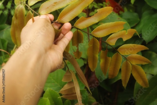 Fotografie Man explores the forest and finds a fern plant - Sword Fern - Nephrolepis Cordifolia