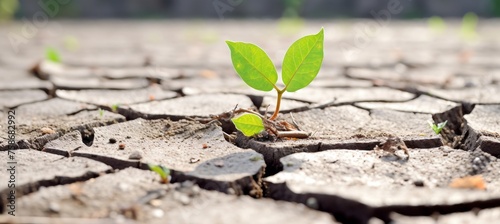 Vibrant green seedling emerging from dried, cracked earth