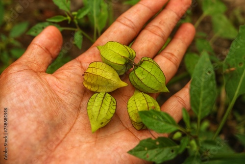 Physalis angulata
or ciplukan or seletupan is another name for golden fruit or golden berries or morel berries or goose cape berries or balloon berries which grow a lot in tropical rainforests. photo