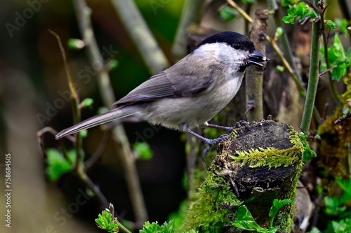 Sumpfmeise frisst Sonnenblumenkern // Marsh tit (Poecile palustris) photo