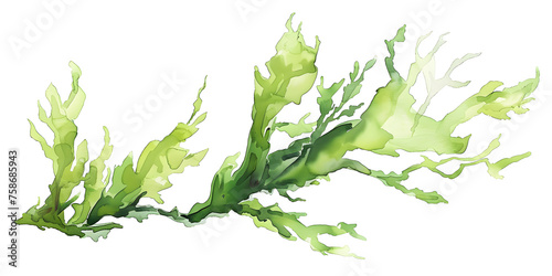 Watercolor laminaria leaves 