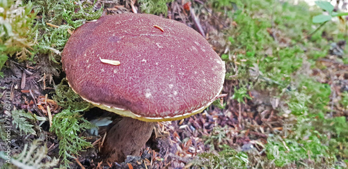 Wild Japanesse Dorayaki Top Mushroom photo