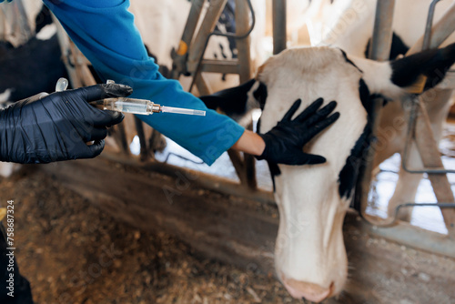 Closeup of veterinarian hand holding syringe and bottle with vaccine for cattle on farm with cow in background. Concept health care of livestock, vet worker