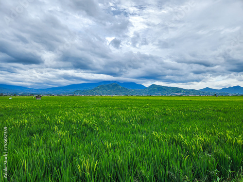 Bright rice fields in the morning with views of Indonesian bukit cula mountains