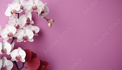 orchid on a colored background, top view, copy space for text