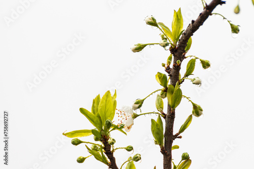 Rametto di un albero da frutto in primavara photo