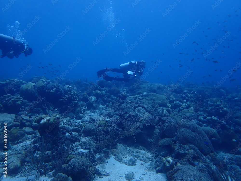 Fototapeta premium scuba diving underwater world 