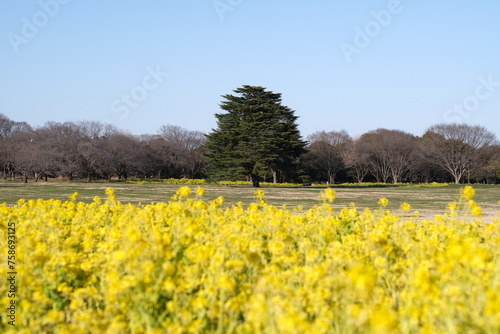 菜の花と杉の木