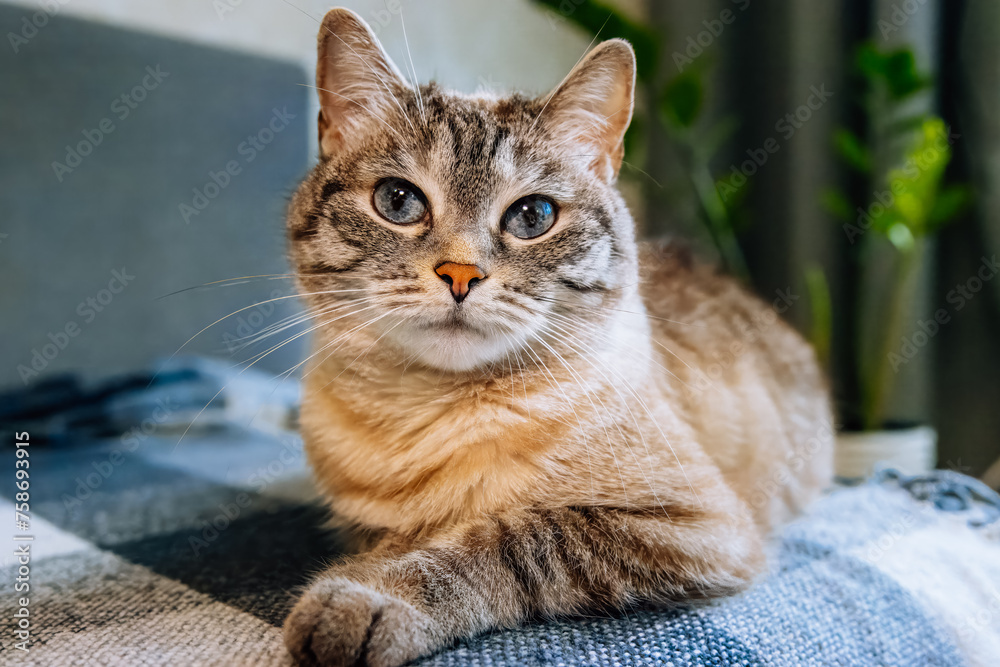 A female cat with blue eyes and striped fur lays on the sofa and looks right toward the camera lens. Close-up portrait of a cute striped female cat with blue eyes. 