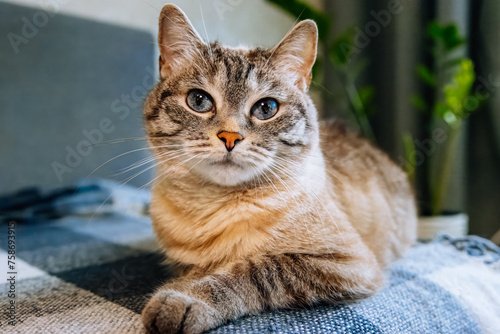 A female cat with blue eyes and striped fur lays on the sofa and looks right toward the camera lens. Close-up portrait of a cute striped female cat with blue eyes.  © Mariia