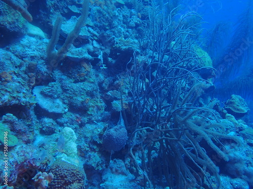 scuba diving underwater world 