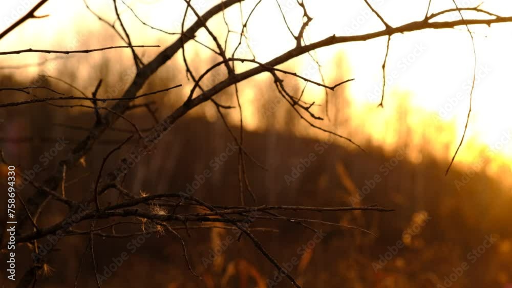 Fairy nature, autumn landscape, soft blurred sunset light, back lit. Magical, majestic autumn nature. Atmospheric mood Fairy nature, autumn landscape, soft blurred sunset light, back lit. Magical, majestic autumn nature. Atmospheric mood